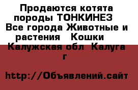 Продаются котята породы ТОНКИНЕЗ - Все города Животные и растения » Кошки   . Калужская обл.,Калуга г.